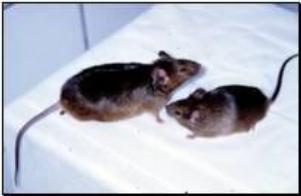 Fat mouse
